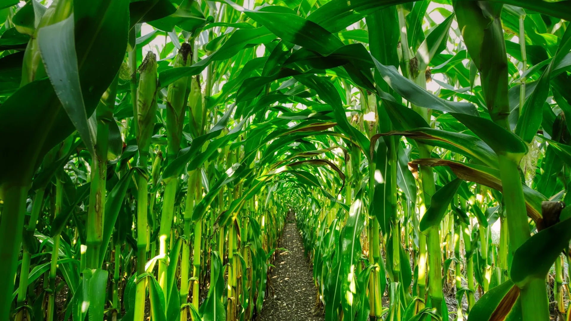 特定商取引法に基づく表記