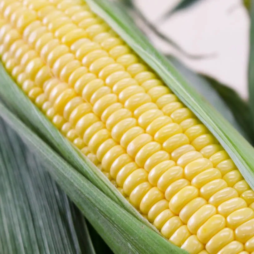 とうもろこし 20本